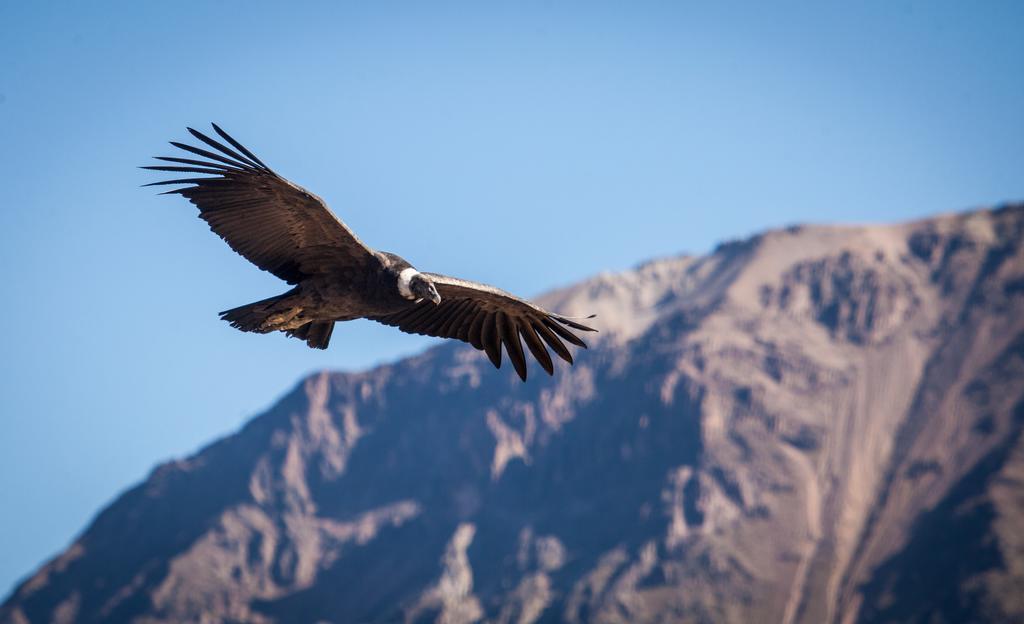 Eco Inn Colca Yanque Bagian luar foto