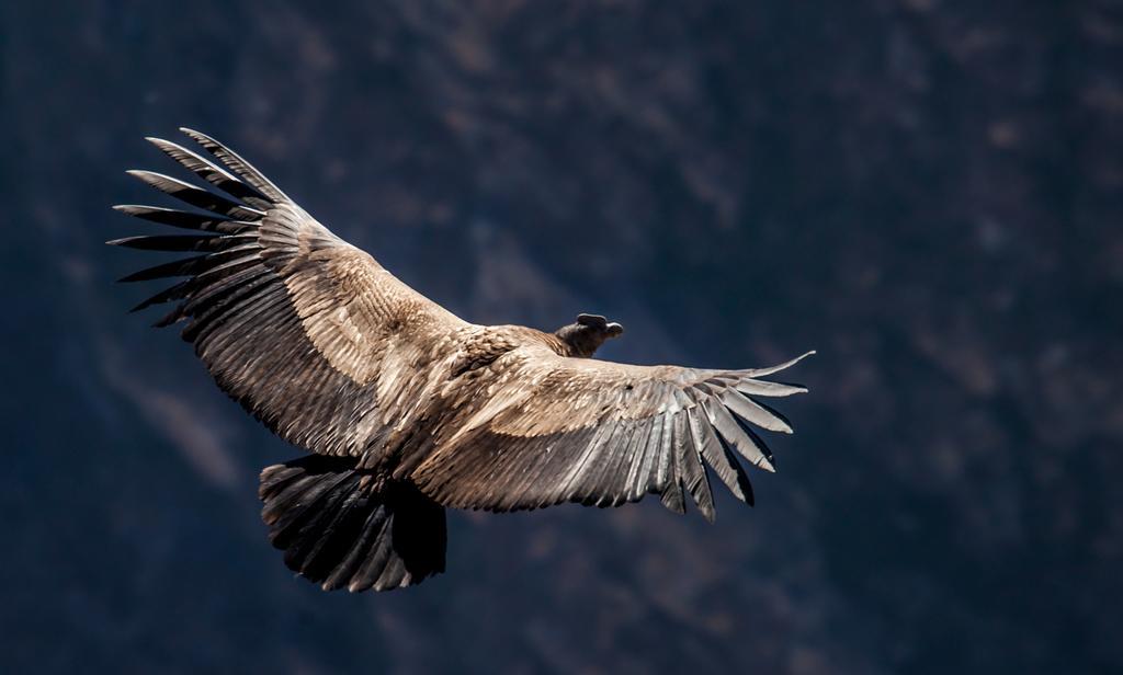 Eco Inn Colca Yanque Bagian luar foto