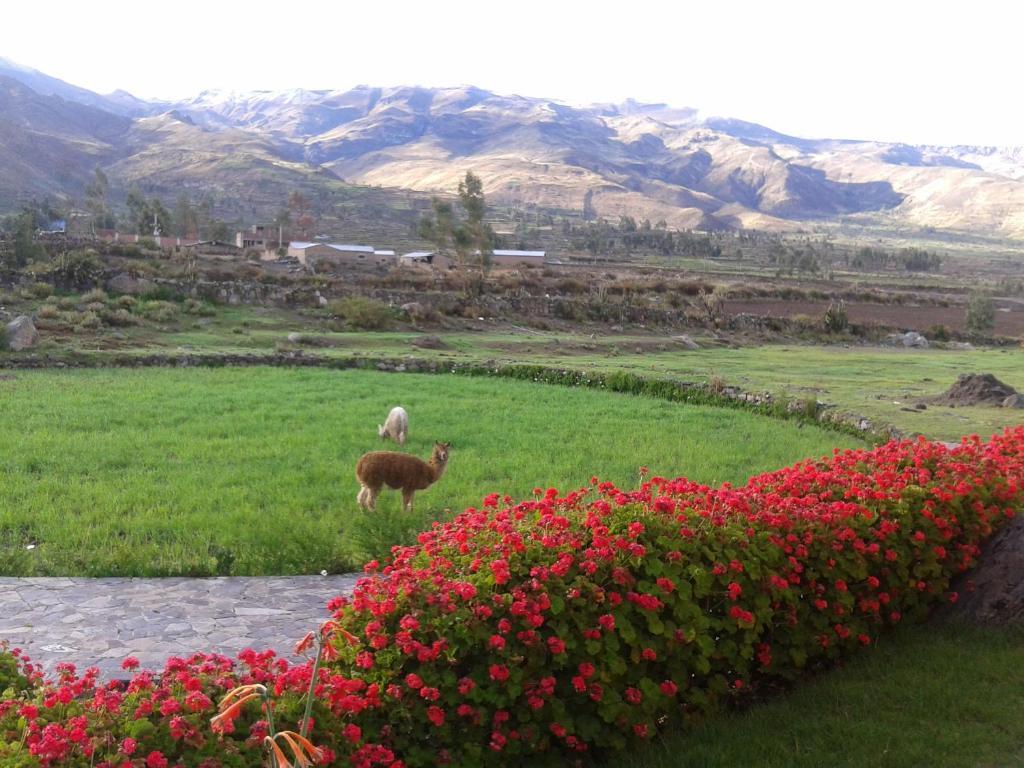 Eco Inn Colca Yanque Bagian luar foto